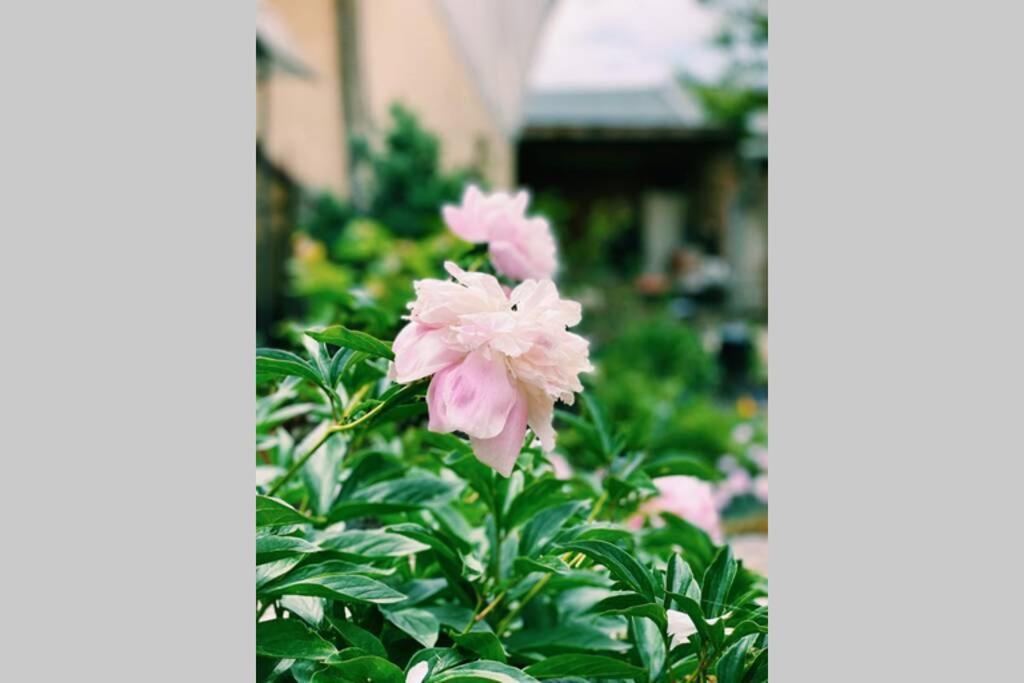 ブルガス Cute Little House With A White Picket Fenceヴィラ エクステリア 写真